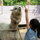 【平日】帐篷住宿1晚+次日早餐