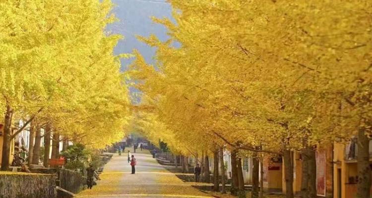 微信图片_202211091059594